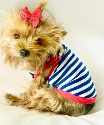 Nautical Summer Atlet Köpek Kıyafeti  Köpek Elbisesi