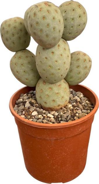 Tephrocactus Geometricus (Kaktüs)