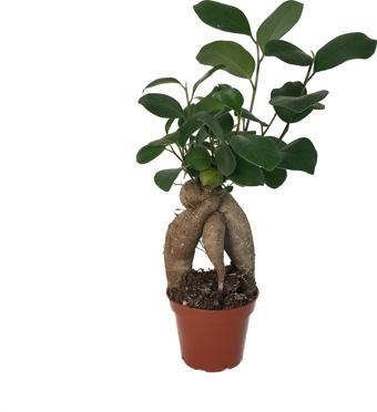 Ficus Microcarpa 'Bonsai'