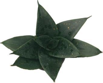 Sansevieria Jade (Paşa Kılıcı)