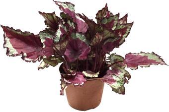 Begonia Rex 'Spitfire' (Begonya)