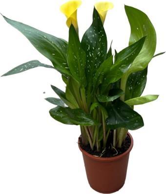 Calla Lilly 'Yellow' (Gala Çiçeği)