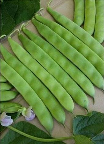 Yerli Ata Tohumu Sırık Erken Fasulye 25 Gr (Siyah)