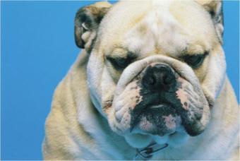 Altı Kaymaz 23 x 20 cm Natura Serisi Bulldog Köpek Resimli Mouse Pad
