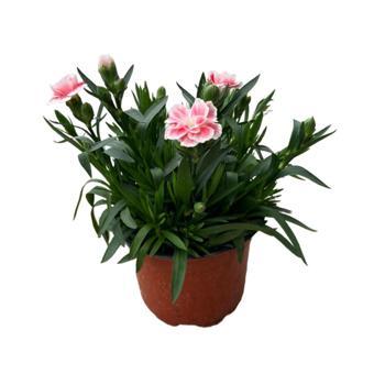 Dianthus Chinensis 'Diwali' (Karanfil Çiçeği)