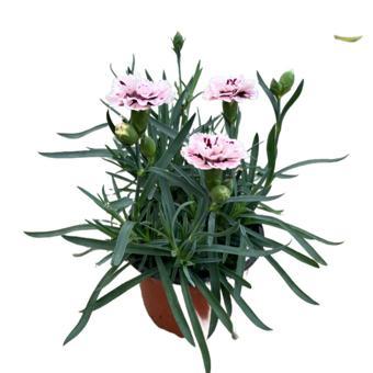 Dianthus Chinensis 'Sissy Pink' (Karanfil Çiçeği)