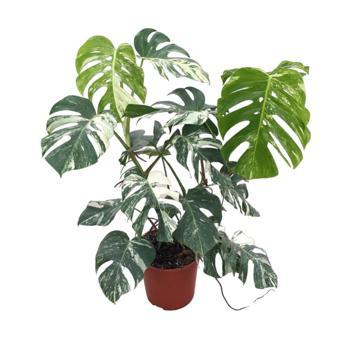 Monstera Deliciosa 'Albo Variegata' (Deve Tabanı)