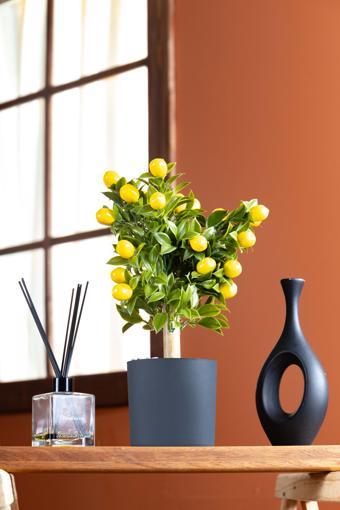 Citrus Siyah Saksıda Limon Ağacı