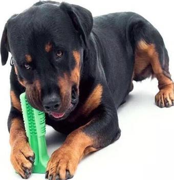 Köpek Diş Fırçası Isırma Aparatı Küçük  Boy, Köpek Dişlik Yeşil