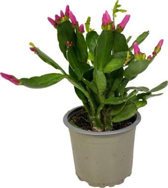 Rhipsalidopsis Gaertneri 'Purple' (Paskalya Çiçeği)