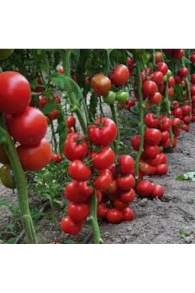 Köy Tohumları 50 Adet Tohum Turşuluk Konya Kelek Tohumu Organik Hobi Bahçe Kelek