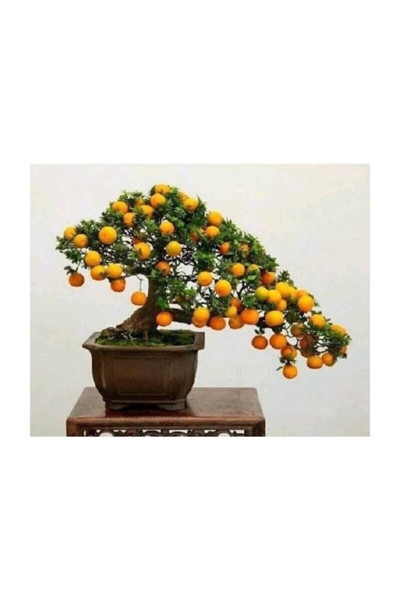 Köy Tohumları 10 Adet Tohum Organik Bahçe Nadir Kayısı Şeker Pare Bonsai Ağaç Tohumu Taze Hasat Aşısız Köy Tohum