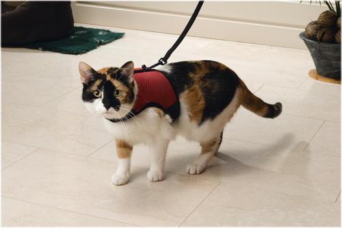 Kedi Göğüs Tasması, Comfort, Zili ve Gezdirme Kayışı, 22-24.5cm Boyun, 30-39cm Göğüs