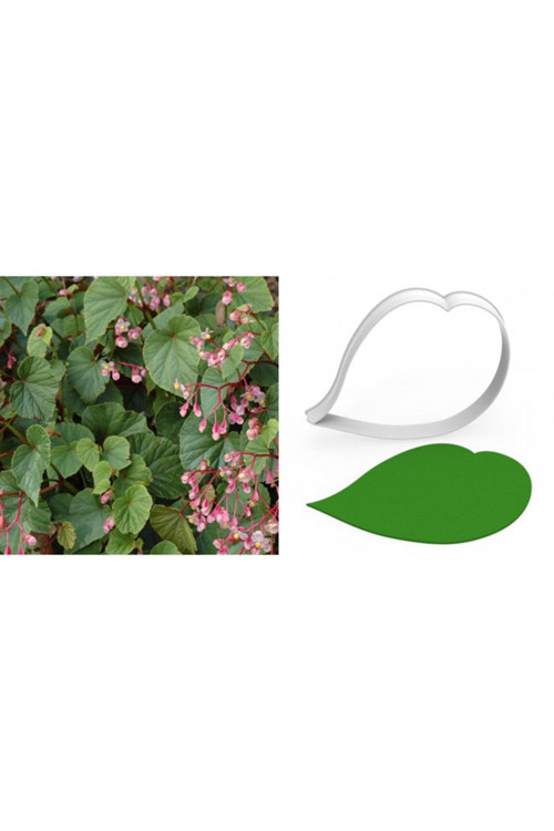 Begonya Çiçek Yaprak Kesici – 9Cm