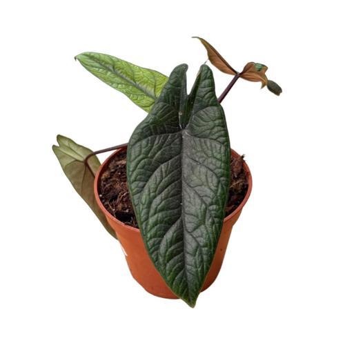 Alocasia Scalprum (Fil Kulağı)