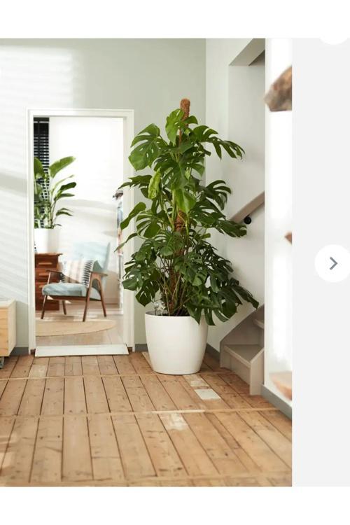 Yakut Dekoratif Iç Ve Dış Mekan Saksı 22 Litre Beyaz