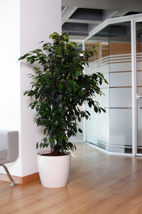 Yakut Saksı Beyaz 22 Lt 2 Li Set