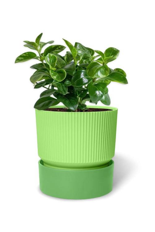 İxora 11 Cm Saksı Çift Renk Dekoratif Drenajlı Saksı