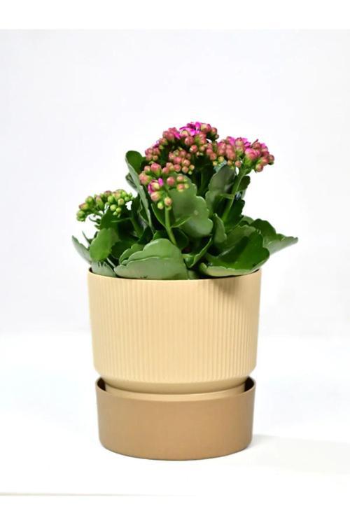 İxora 11 Cm Saksı Çift Renk Dekoratif Drenajlı Saksı