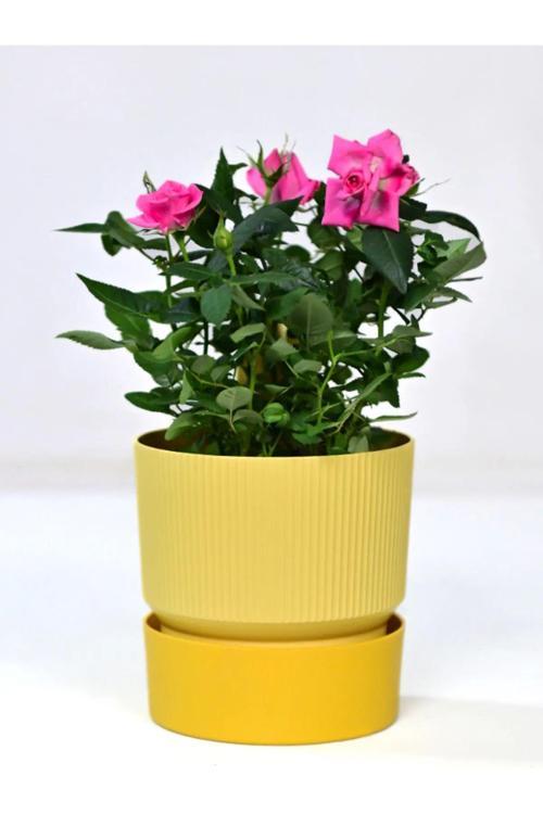 3 Litre  Iksora Saksı Dekoratif Drenaj Tabaklı Çiçek Saksısı