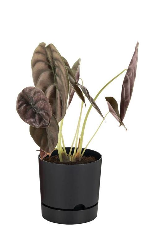 Begonya 5 Lt Antrasit Saksı Dekoratif Drenaj Tabaklı Saksı