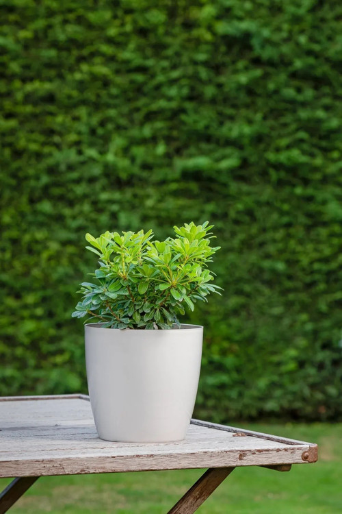 Yakut Saksı Salon Saksısı 1,9 Lt Kırık Beyaz Renk