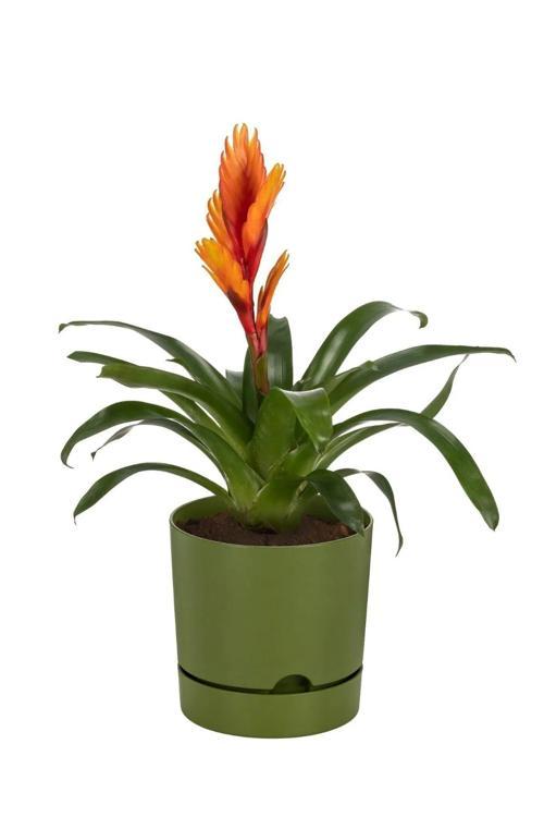 Begonya 18 Cm Tabaklı Saksı 3,3 Lt Yeşil Dekoratif Drenaj Tabaklı Saksı