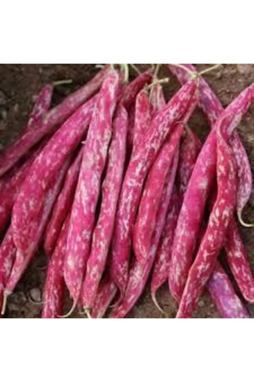 Oturak Barbunya Tohumu 50 Gr Tohum