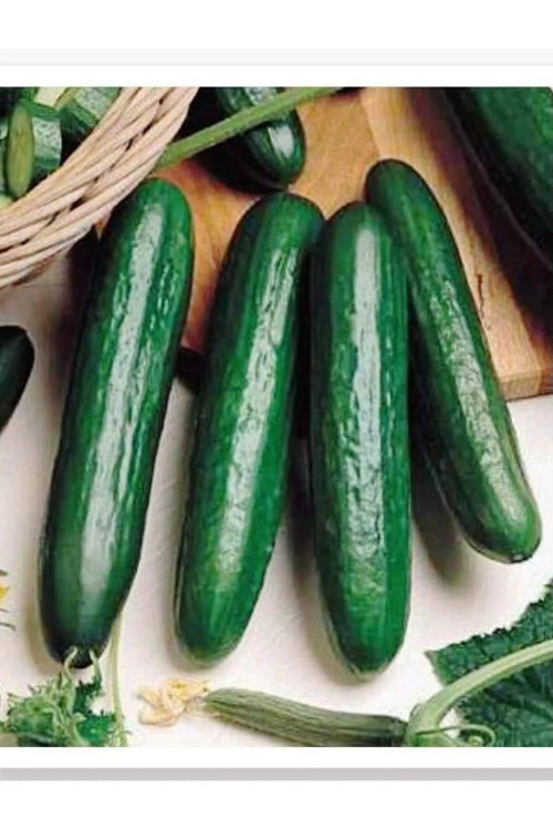 Beith Alpha Salatalık Tohumu 50 Gr Tohum