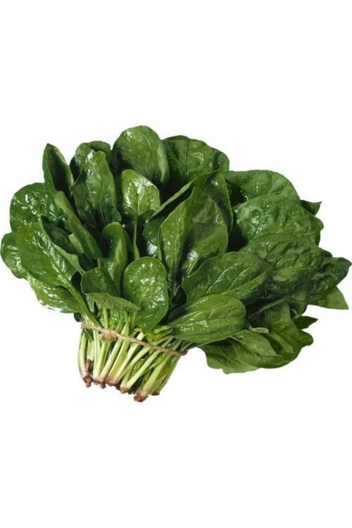 Matador Ispanak Tohumu 100 Gr Tohum