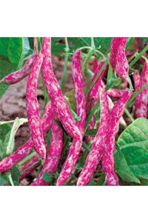 Sırık Barbunya Tohumu 50 Gr Tohum