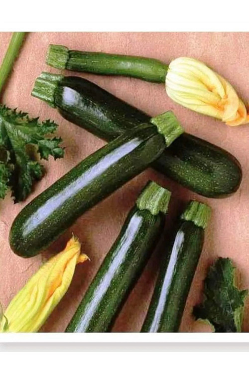 Kara Kabak Tohumu 10 Gr Tohum