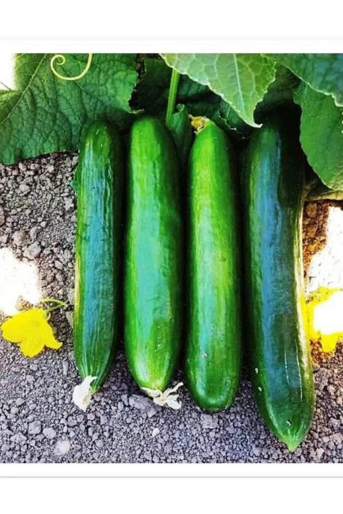 Standart Salatalık Tohumun 10 Gr Tohum