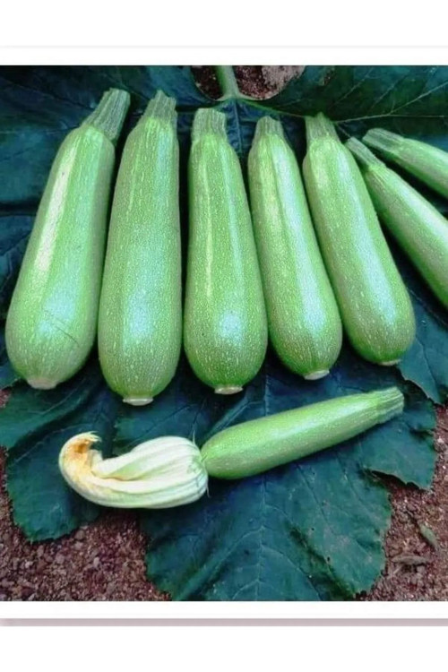 Sofralık Kolsuz Beyaz Kabak Tohumu 50 Gr Tohum