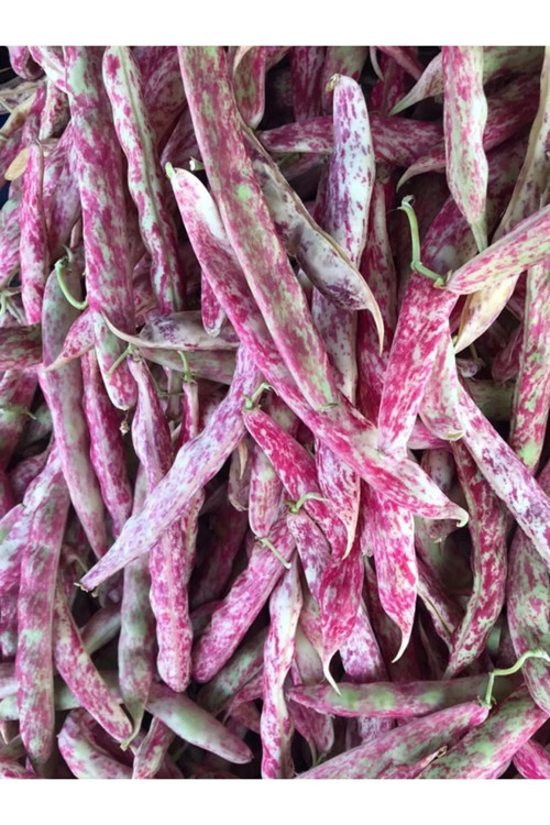 Standart Barbunya Tohumu 100 Gr Tohum