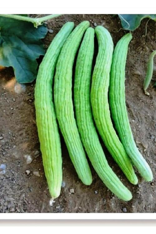 Standart Acur Tohumu 1000 Adet Tohum