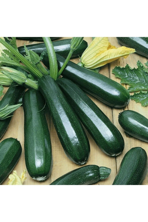 Sofralık Kolsuz Kara Kabak Tohumu 480 Adet Tohum