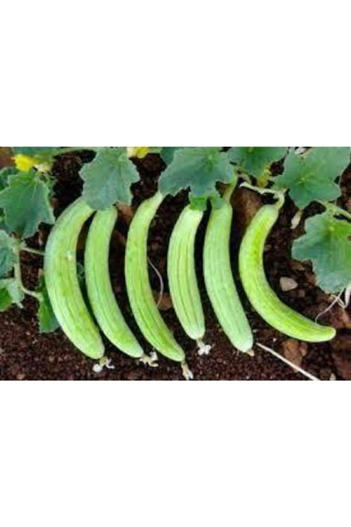 Yerli Acur Tohumu 100 Adet Tohum