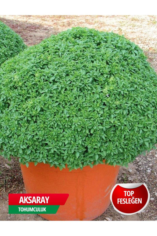 Top Fesleğen Tohumu 1200 Adet Tohum