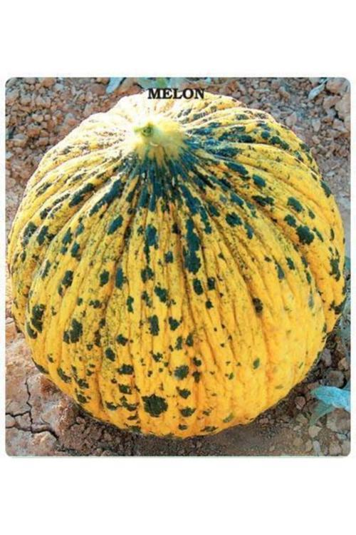 Altınbaş Kavun Tohumu 250 Adet Tohum