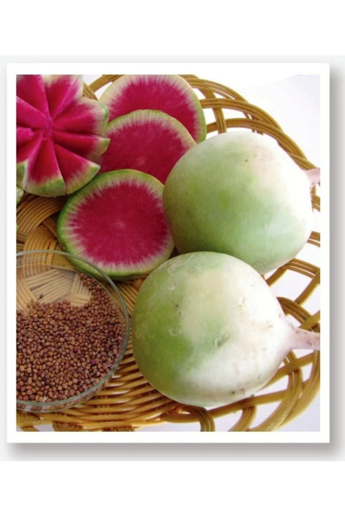 Çin Turp Tohumu 100 Gr Tohum