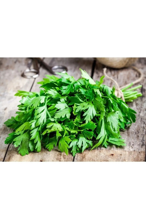 Standart Maydonoz Tohumu 50 Gr Tohum