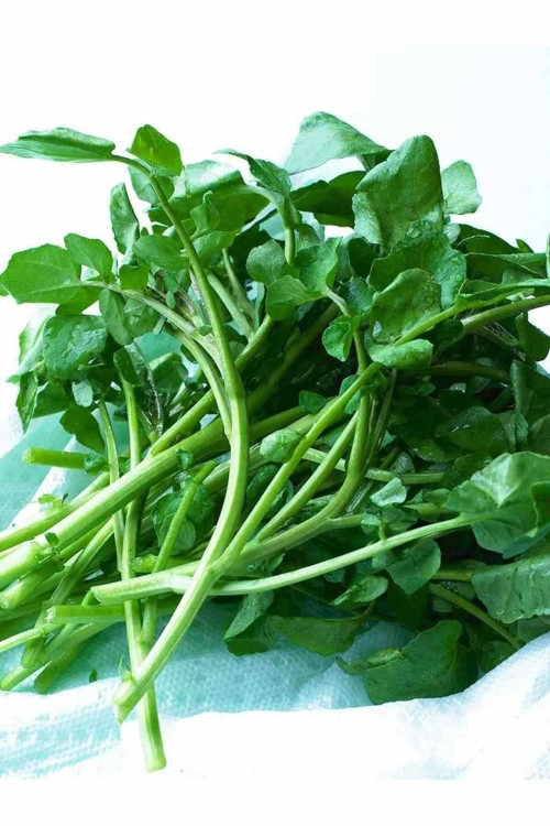İnce Yapraklı Tere Tohumu 25 Gr Tere