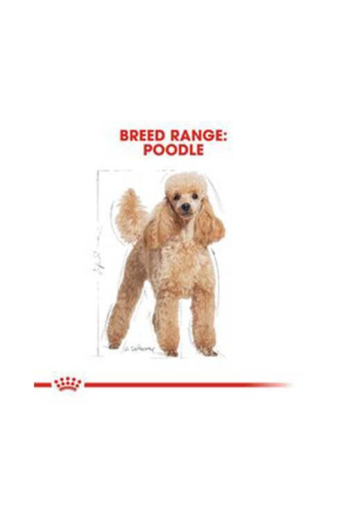 Poodle Adult Yetişkin Köpek Maması 3 kg