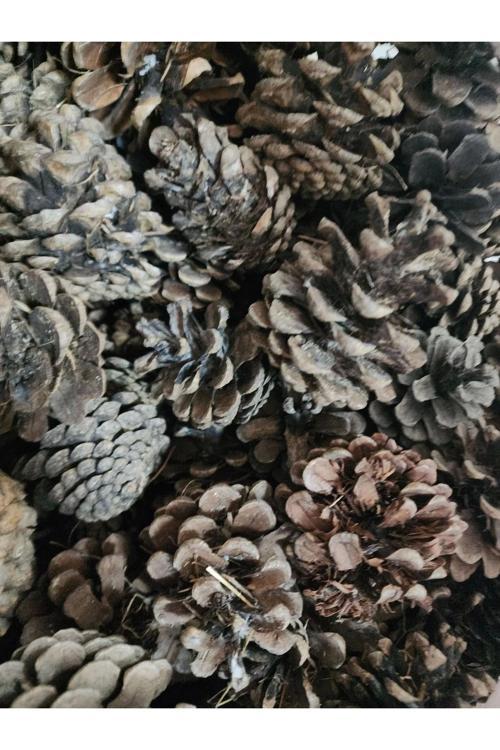 Kırık Çıra Kozalağı 250 Gram Tutuşturucu Mangal Kozalak Ahşap Doğal Kozalak