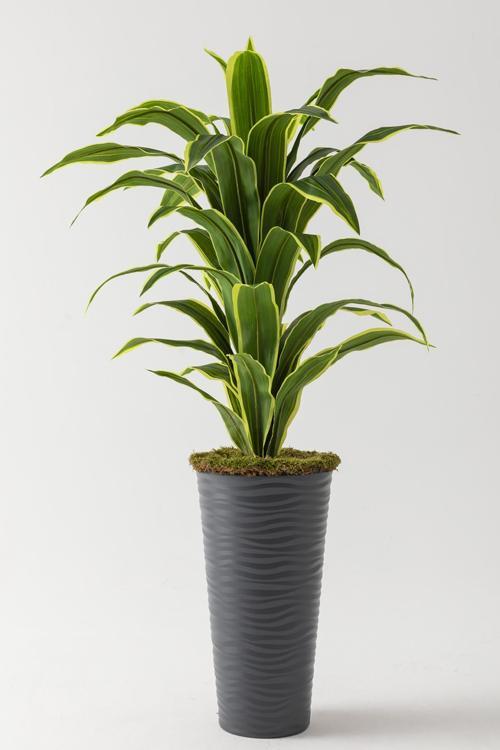 Yapay Dracaena Fragrans Ağacı 175 cm Siyah Konik Saksı 