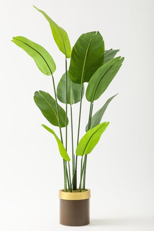 Yapay Starliçe Ağacı 180 Cm Geniş Yapraklı Kahverengi Gold Metal Saksı