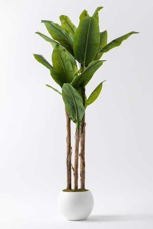 Yapay Muz Ağacı 220 Cm Küre Plastik Saksı