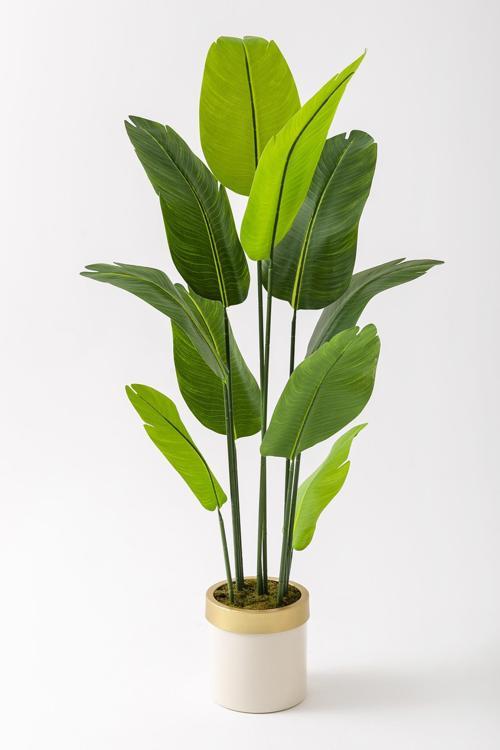 Yapay Starliçe Ağacı 160 Cm Geniş Yapraklı Krem Gold Saksı