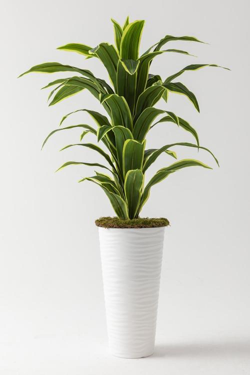 Yapay Dracaena Fragrans Ağacı 175 cm Beyaz  Konik Saksı